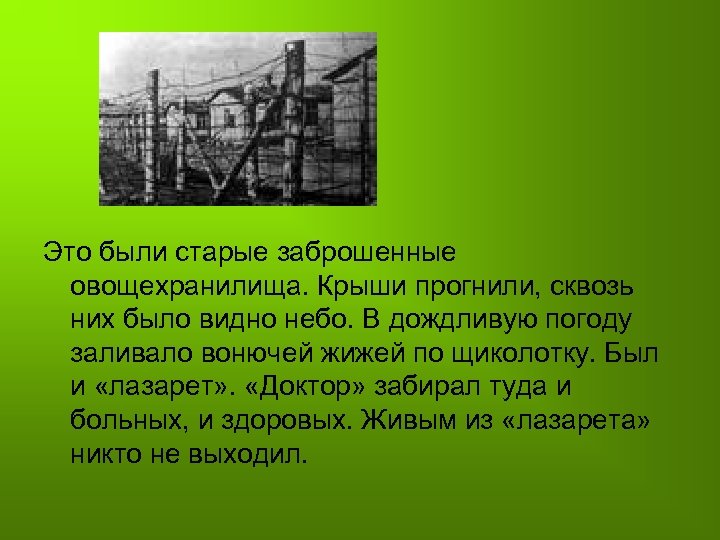 Это были старые заброшенные овощехранилища. Крыши прогнили, сквозь них было видно небо. В дождливую