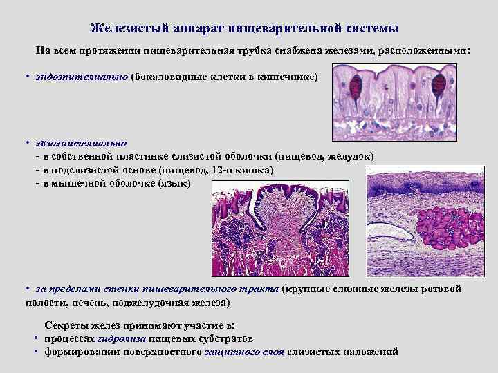Железистый аппарат пищеварительной системы На всем протяжении пищеварительная трубка снабжена железами, расположенными: • эндоэпителиально