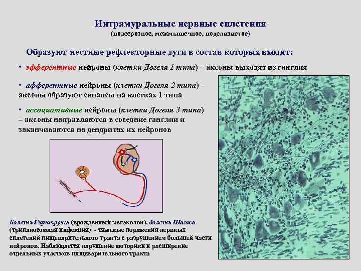 Интрамуральные нервные сплетения (подсерозное, межмышечное, подслизистое) Образуют местные рефлекторные дуги в состав которых входят: