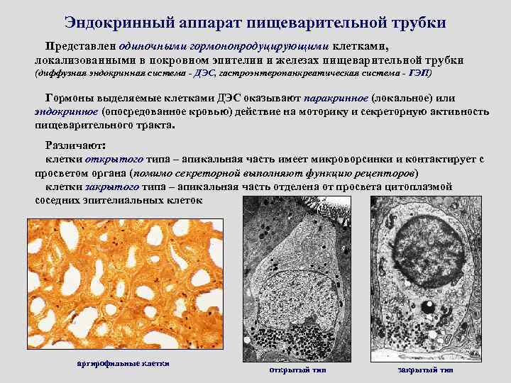 Эндокринный аппарат пищеварительной трубки Представлен одиночными гормонопродуцирующими клетками, локализованными в покровном эпителии и железах