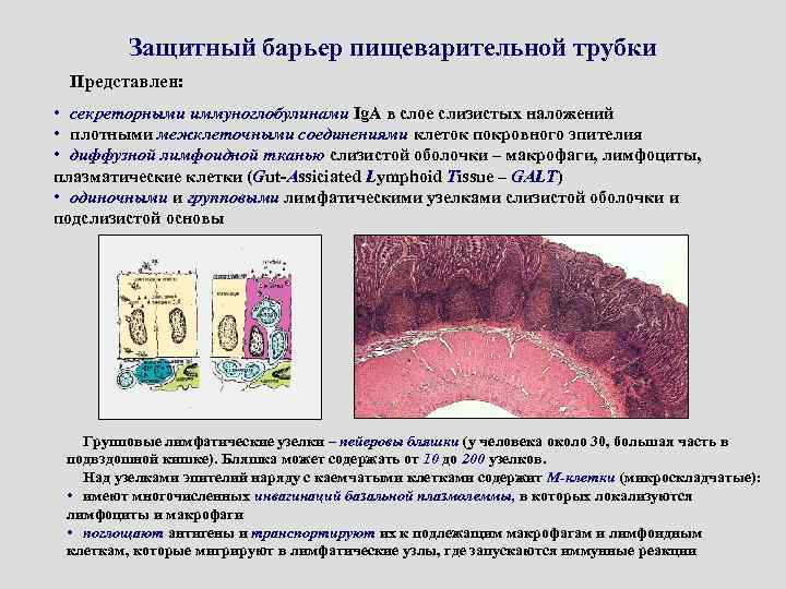 Защитный барьер пищеварительной трубки Представлен: • секреторными иммуноглобулинами Ig. A в слое слизистых наложений