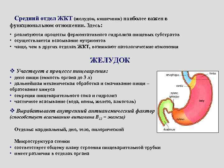 В какую систему органов входит желудок. Желудок строение и функции. Функции ЖКТ анатомия. Отделы пищеварительной системы желудок. Функции ЖКТ желудочно-кишечного тракта.