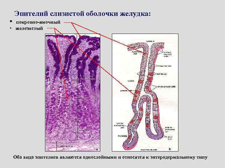  • Эпителий слизистой оболочки желудка: покровно-ямочный • железистый Оба вида эпителиев являются однослойными