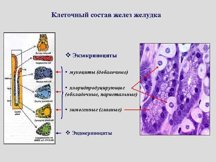 Клеточный состав желез желудка v Экзокриноциты • мукоциты (добавочные) • хлоридпродуцирующие (обкладочные, париетальные) •