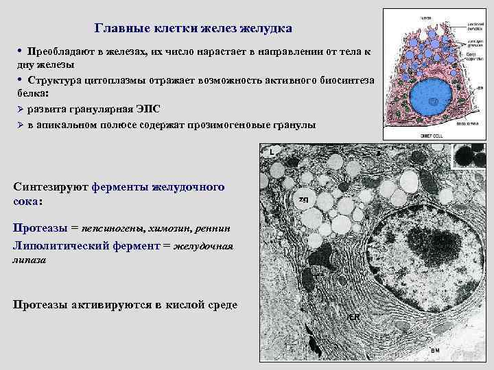 Главные клетки желудочных желез вырабатывают