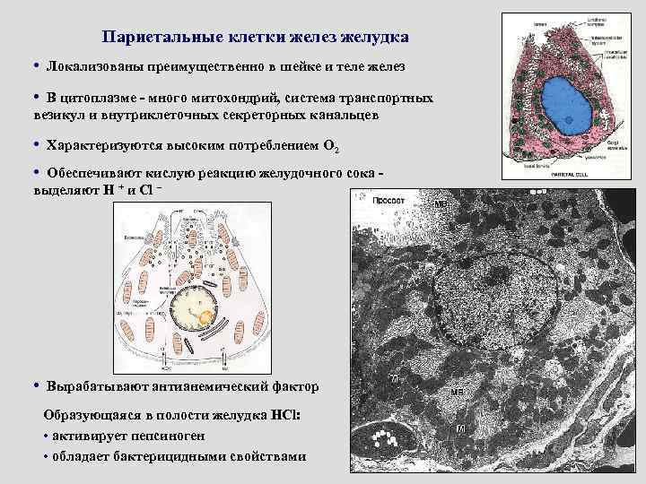 Клетка железы. Секреторный цикл париетальных клеток желудка. Париетальные клетки желез желудка. Внутриклеточные секреторные канальцы. Париетальные клетки желудочных желез секретируют.