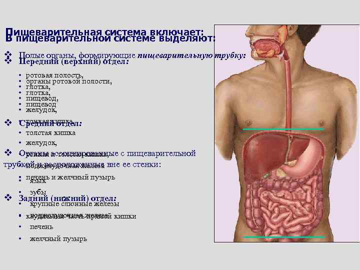 Пищеварительная система включает: В пищеварительной системе выделяют: v Полые органы, формирующие пищеварительную трубку: v