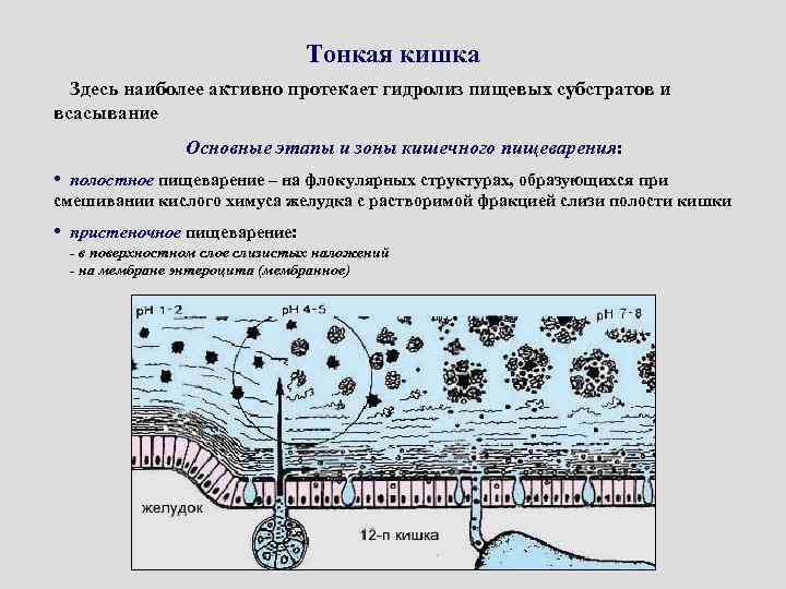 Тонкая кишка Здесь наиболее активно протекает гидролиз пищевых субстратов и всасывание Основные этапы и