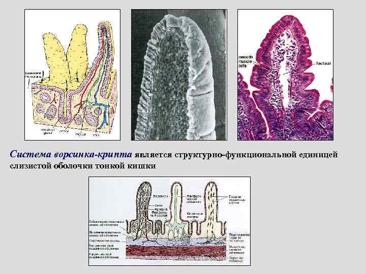 Система ворсинка-крипта является структурно-функциональной единицей слизистой оболочки тонкой кишки 