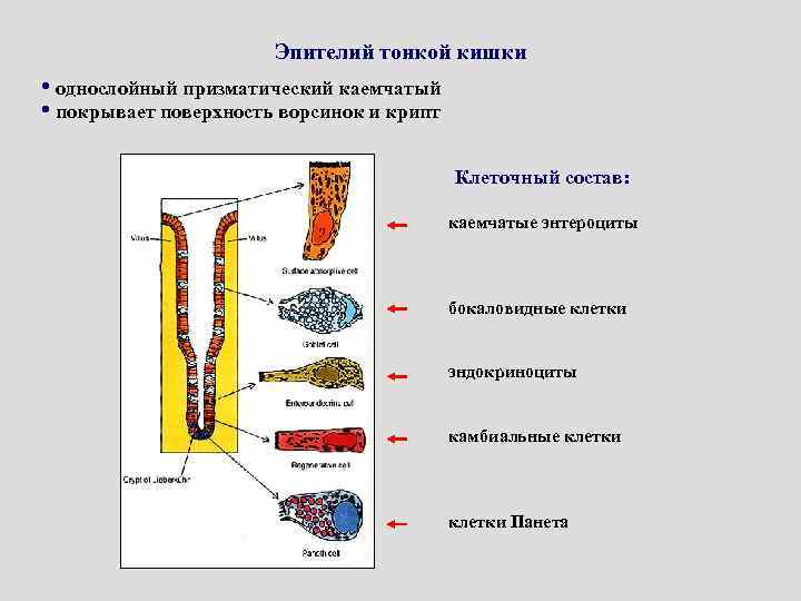 Эпителий тонкой кишки • однослойный призматический каемчатый • покрывает поверхность ворсинок и крипт Клеточный