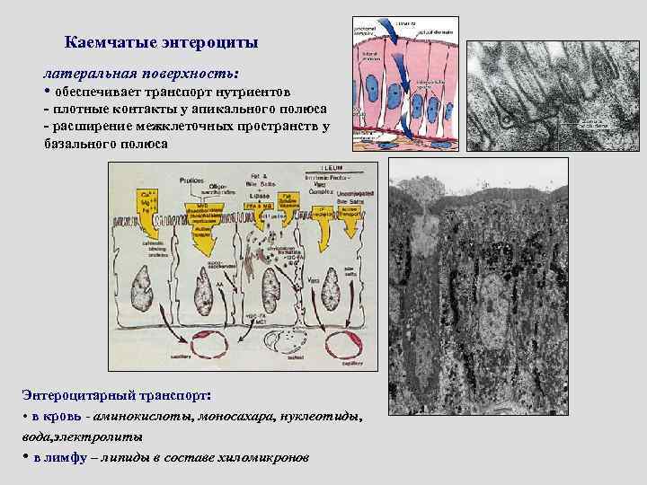 Каемчатые энтероциты латеральная поверхность: • обеспечивает транспорт нутриентов - плотные контакты у апикального полюса