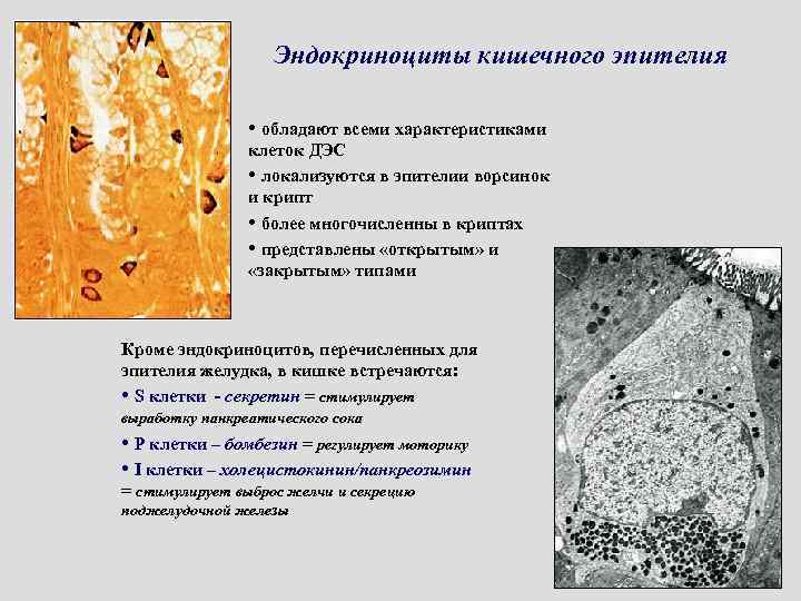 Эндокриноциты кишечного эпителия • обладают всеми характеристиками клеток ДЭС • локализуются в эпителии ворсинок