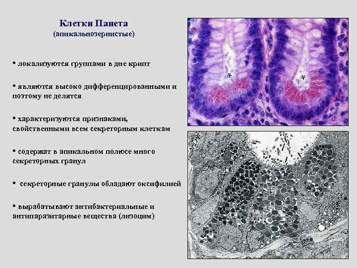 Клетки Панета (апикальнозернистые) • локализуются группами в дне крипт • являются высоко дифференцированными и