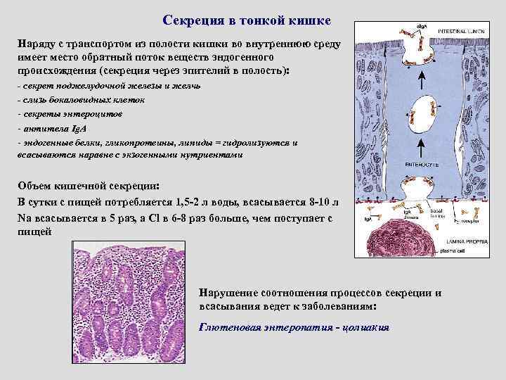 Секреция в тонкой кишке Наряду с транспортом из полости кишки во внутреннюю среду имеет