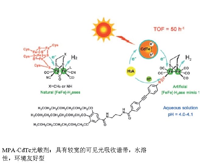 MPA-Cd. Te光敏剂：具有较宽的可见光吸收谱带，水溶 性，环境友好型 