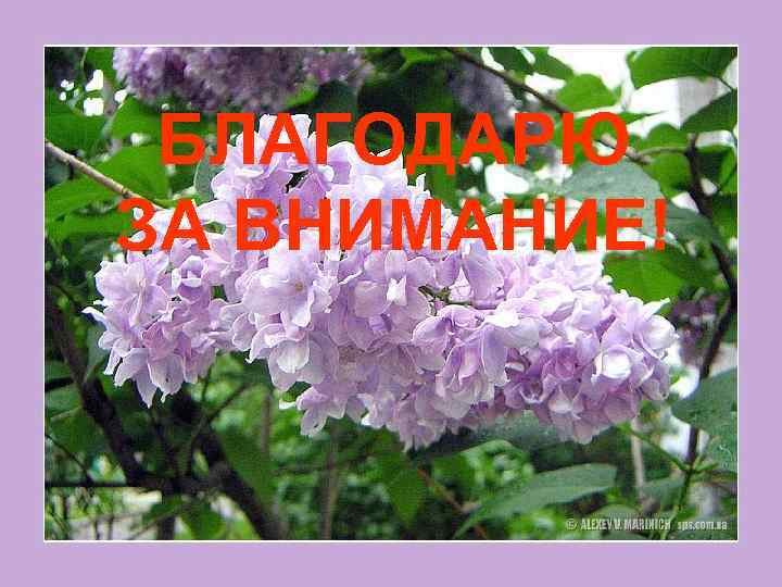 БЛАГОДАРЮ ЗА ВНИМАНИЕ! 