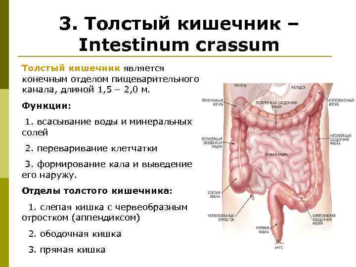 Тонкий и толстый кишечник анатомия картинки