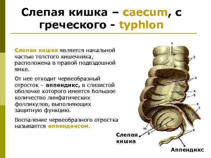 Аппендикс система органов. Слепая кишка аппендикс функции и строение. Строение слепой кишки анатомия. Слепая кишка и червеобразный отросток. Слепая кишка особенности строения.