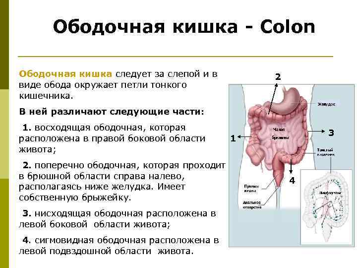 Включает в себя слепую кишку