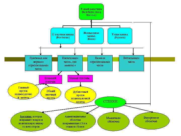 Тонкий кишечник (Intestinym tenue, Entoron) 12 перстная кишка (Duodenum) Луковица или верхняя горизонтальная часть