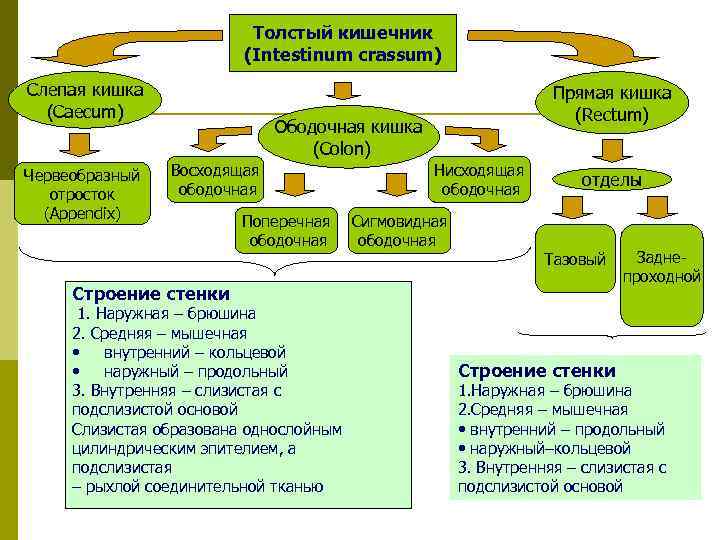 Толстый кишечник (Intestinum crassum) Слепая кишка (Caecum) Червеобразный отросток (Appendix) Прямая кишка (Rectum) Ободочная