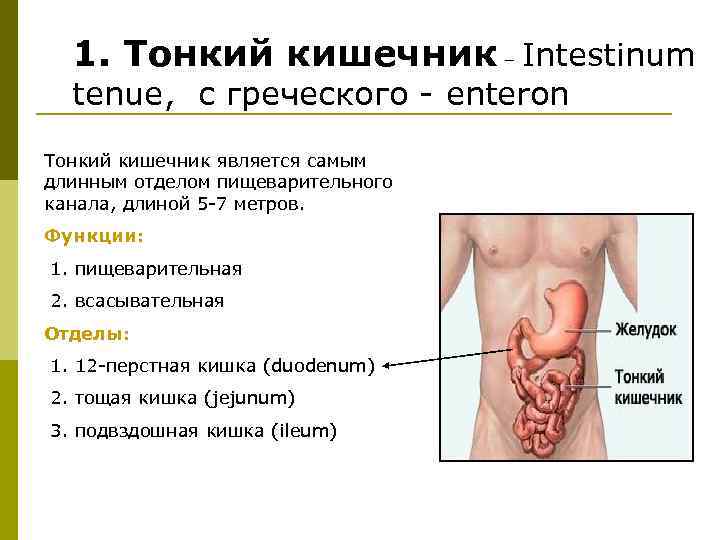 Характеристика тонкой кишки. Тонкий и толстый кишечник анатомия и физиология. Тонкий кишечник анатомия.