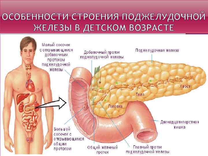 ОСОБЕННОСТИ СТРОЕНИЯ ПОДЖЕЛУДОЧНОЙ ЖЕЛЕЗЫ В ДЕТСКОМ ВОЗРАСТЕ 