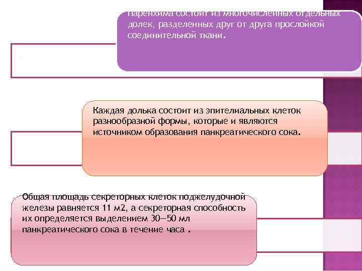 Паренхима состоит из многочисленных отдельных долек, разделенных друг от друга прослойкой соединительной ткани. Каждая