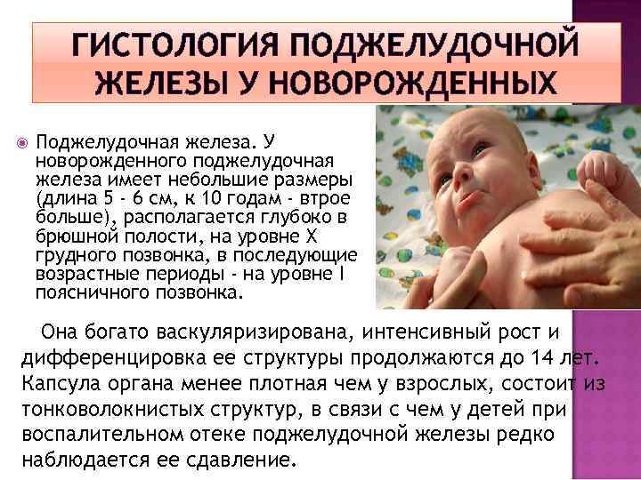 ГИСТОЛОГИЯ ПОДЖЕЛУДОЧНОЙ ЖЕЛЕЗЫ У НОВОРОЖДЕННЫХ Поджелудочная железа. У новорожденного поджелудочная железа имеет небольшие размеры