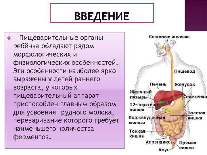ВВЕДЕНИЕ Пищеварительные органы ребёнка обладают рядом морфологических и физиологических особенностей. Эти особенности наиболее ярко