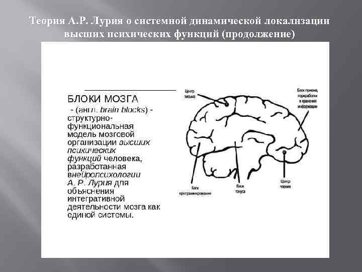 Теория А. Р. Лурия о системной динамической локализации высших психических функций (продолжение) 