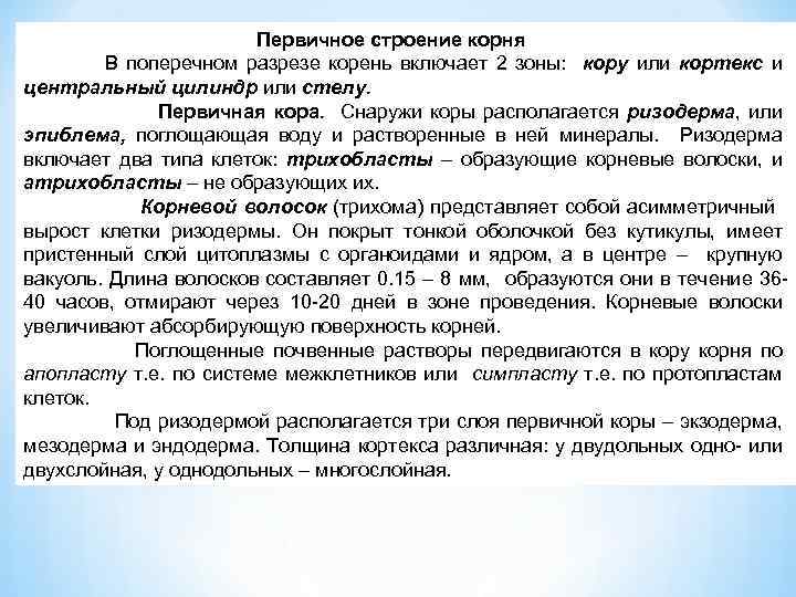 Первичное строение корня В поперечном разрезе корень включает 2 зоны: кору или кортекс и