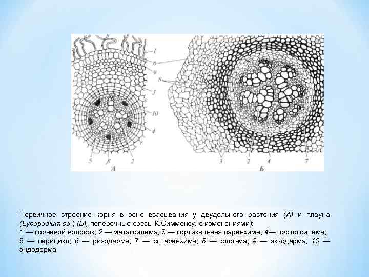Первичное строение корня в зоне всасывания у двудольного растения (А) и плауна (Lycopodium sp.