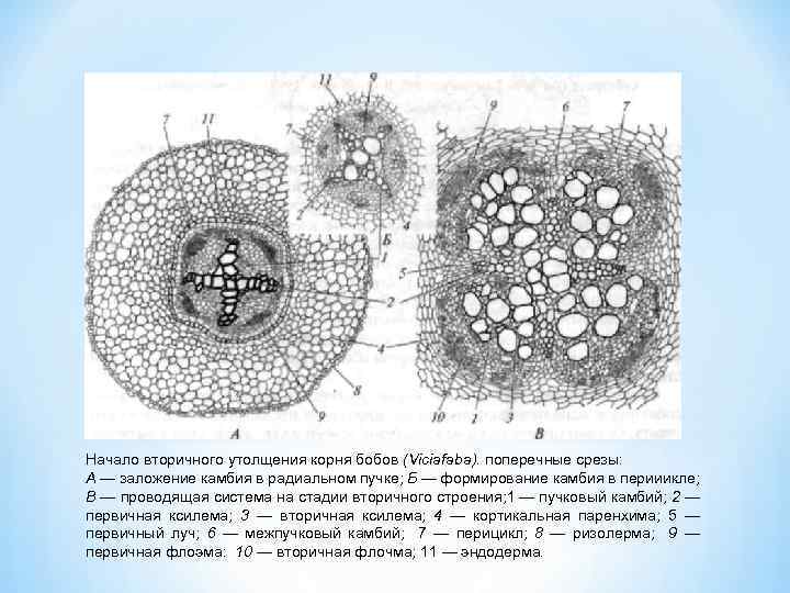 Начало вторичного утолщения корня бобов (Viciafaba). поперечные срезы: А — заложение камбия в радиальном