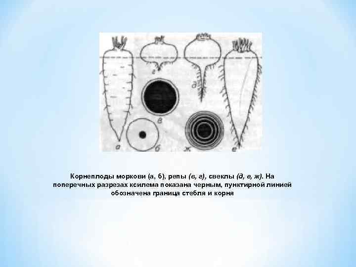 Корнеплоды моркови (а, б), репы (в, г), свеклы (д, е, ж). На поперечных разрезах