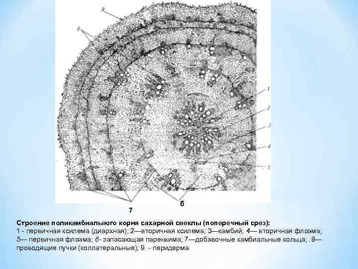 Где в организме человека находится орган поперечный срез которого обозначен на рисунке буквой а