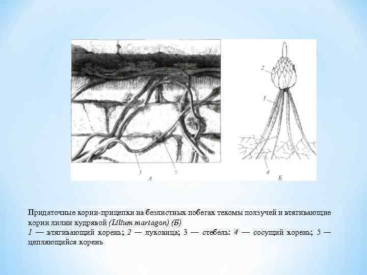 Придаточные корни прицепки на безлистных побегах текомы ползучей и втягивающие корни лилии кудрявой (Lilium