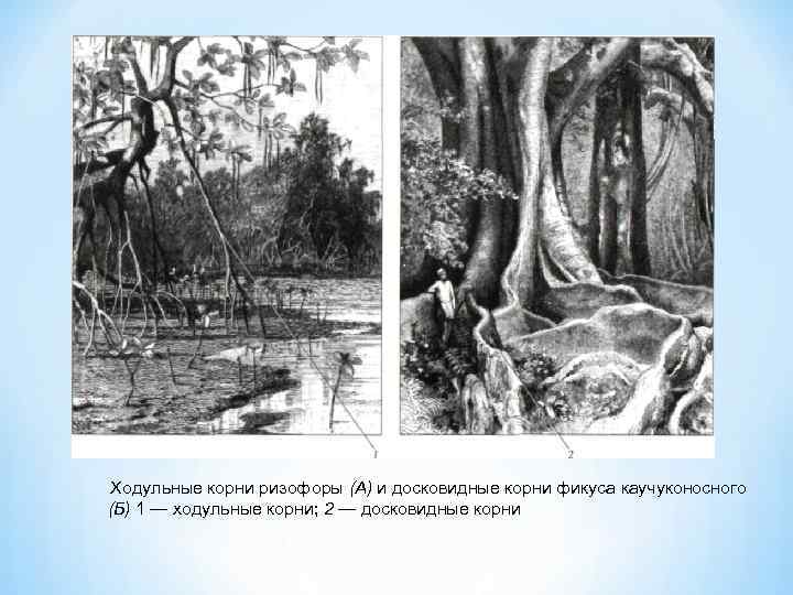 Ходульные корни ризофоры (А) и досковидные корни фикуса каучуконосного (Б) 1 — ходульные корни;
