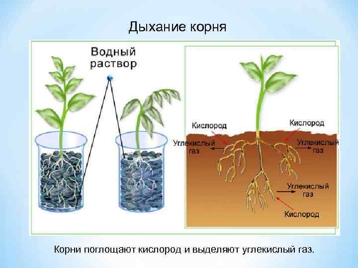 Дыхание корня Корни поглощают кислород и выделяют углекислый газ. 