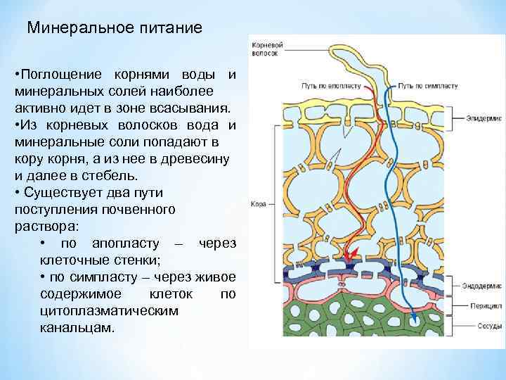 Каким образом вода попадает через корневые волоски