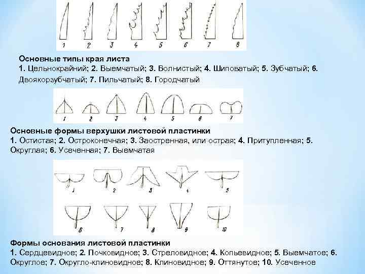 Основные типы края листа 1. Цельнокрайний; 2. Выемчатый; 3. Волнистый; 4. Шиповатый; 5. Зубчатый;