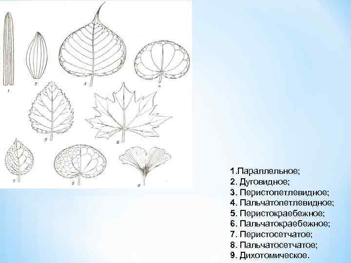  1. Параллельное; 2. Дуговидное; 3. Перистопетлевидное; 4. Пальчатопетлевидное; 5. Перистокраебежное; 6. Пальчатокраебежное; 7.