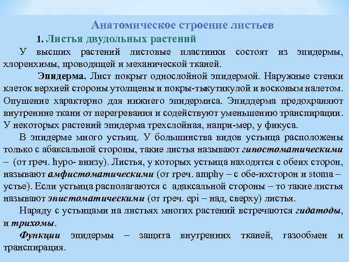 Анатомическое строение листьев 1. Листья двудольных растений У высших растений листовые пластинки состоят из