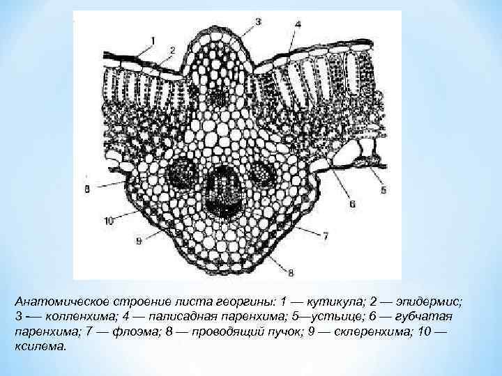 Анатомическое строение листа георгины: 1 — кутикула; 2 — эпидермис; 3 -— колленхима; 4