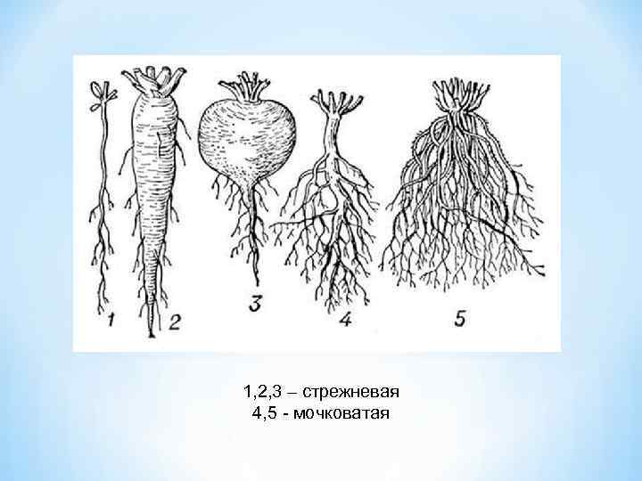 1, 2, 3 – стрежневая 4, 5 мочковатая 