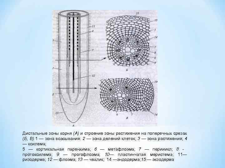 Дистальные зоны корня (А) и строение зоны растяжения на поперечных срезах (Б, В) 1