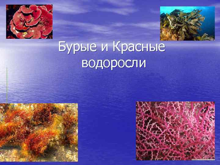Бурые и Красные водоросли 