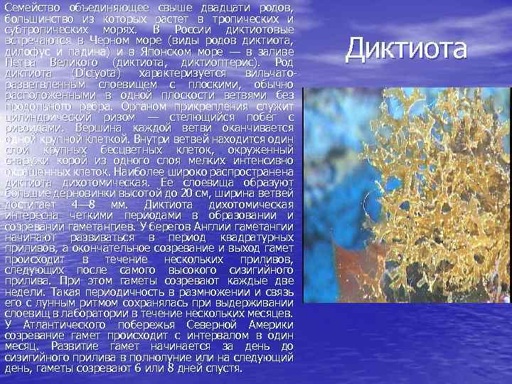 Семейство объединяющее свыше двадцати родов, большинство из которых растет в тропических и субтропических морях.
