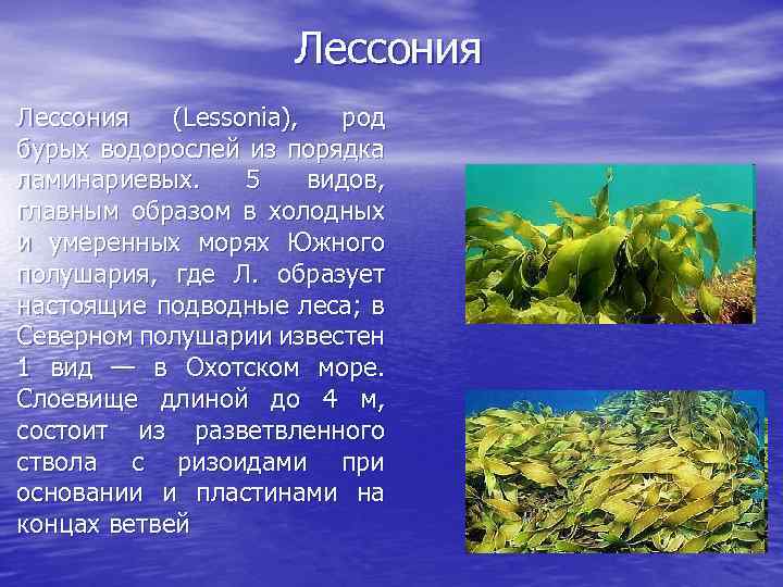 Лессония (Lessonia), род бурых водорослей из порядка ламинариевых. 5 видов, главным образом в холодных