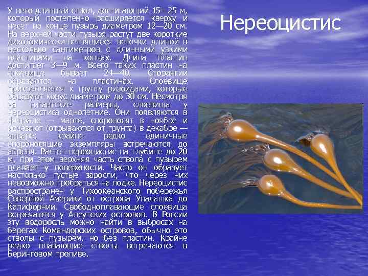 У него длинный ствол, достигающий 15— 25 м, который постепенно расширяется кверху и несет